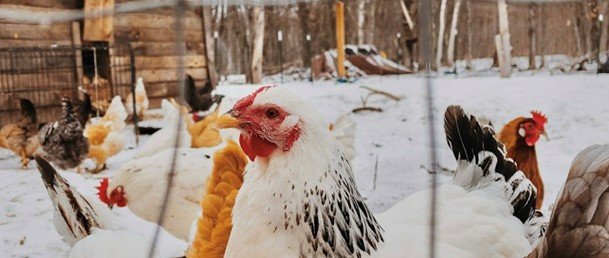 Prevent Frozen Water in the Chicken Coop this Winter