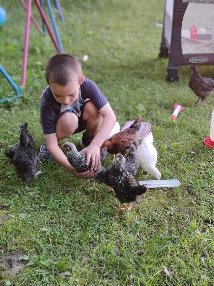 A Unique Chicken Brooder Idea (Repurposing something most parents already have in storage)